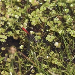 Nannophya dalei (Eastern Pygmyfly) at Tinderry, NSW - 17 Feb 2025 by danswell