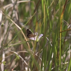 Dispar compacta (Barred Skipper) at Tinderry, NSW - 17 Feb 2025 by danswell