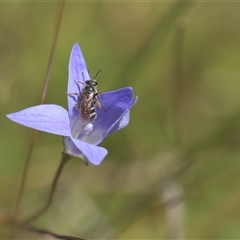 Lasioglossum (Chilalictus) sp. (genus & subgenus) (Halictid bee) at Tinderry, NSW - 17 Feb 2025 by danswell