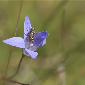 Lasioglossum (Chilalictus) sp. (genus & subgenus) (Halictid bee) at Tinderry, NSW - 17 Feb 2025 by danswell