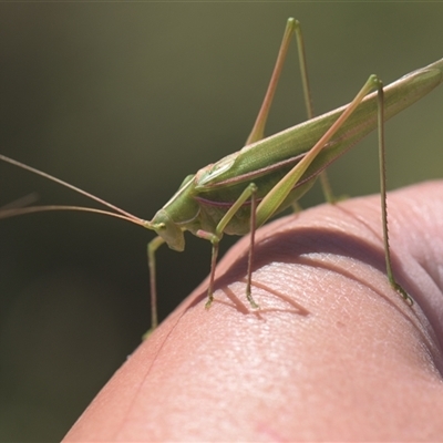 Tinzeda (genus) (A katydid) at Tinderry, NSW - 17 Feb 2025 by danswell