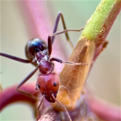 Iridomyrmex purpureus (Meat Ant) at Hackett, ACT - 16 Feb 2025 by Hejor1