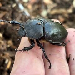 Unidentified Other beetle at Morpeth, NSW - 17 Feb 2025 by HildaHen