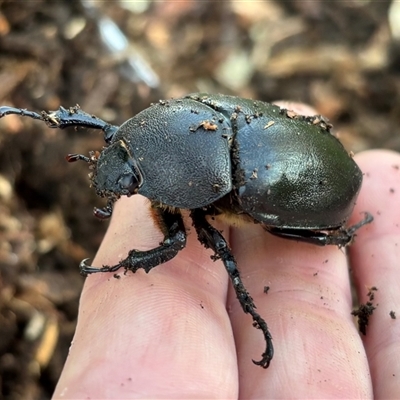 Unidentified Other beetle at Morpeth, NSW - 17 Feb 2025 by HildaHen