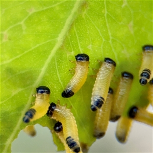 Paropsis atomaria (Eucalyptus leaf beetle) at Hackett, ACT - Yesterday by Hejor1