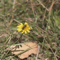 Lasioglossum sp. (genus) (Furrow Bee) at Tinderry, NSW - 17 Feb 2025 by danswell