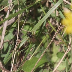 Lasioglossum sp. at Tinderry, NSW - 17 Feb 2025 02:27 PM