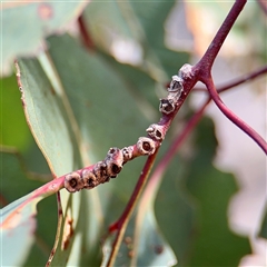 Eucalyptus insect gall at Hackett, ACT - 16 Feb 2025 by Hejor1