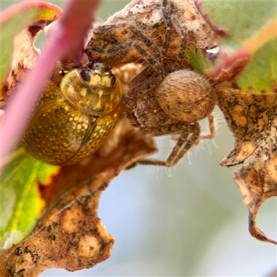 Isopedella pessleri (A huntsman spider) at Hackett, ACT - 16 Feb 2025 by Hejor1