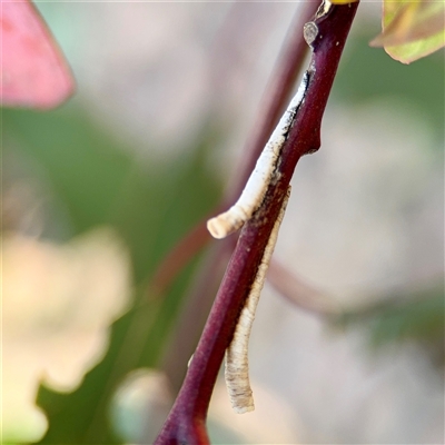 Machaerotinae sp. (family) (Tube Spittlebugs) at Hackett, ACT - 16 Feb 2025 by Hejor1