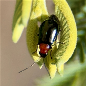 Adoxia benallae (Leaf beetle) at Hackett, ACT - Yesterday by Hejor1