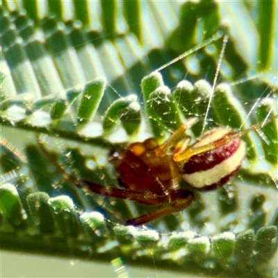 Deliochus zelivira (Messy Leaf Curling Spider) at Hackett, ACT - 16 Feb 2025 by Hejor1