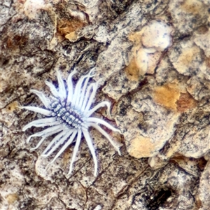 Cryptolaemus montrouzieri (Mealybug ladybird) at Hackett, ACT - 16 Feb 2025 by Hejor1