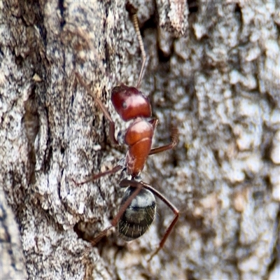 Camponotus ephippium (Jumbuck Sugar Ant) at Hackett, ACT - 16 Feb 2025 by Hejor1