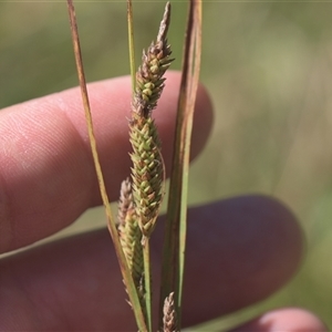 Carex gaudichaudiana (Fen Sedge) at Tinderry, NSW - Yesterday by danswell