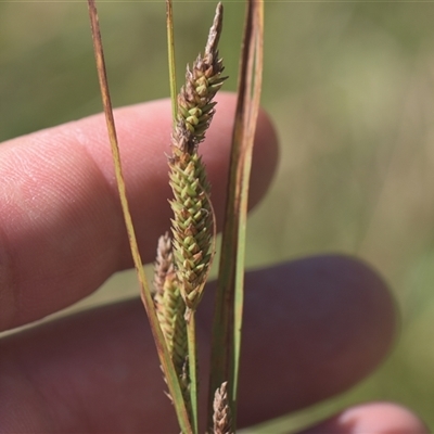 Carex gaudichaudiana (Fen Sedge) at Tinderry, NSW - 17 Feb 2025 by danswell