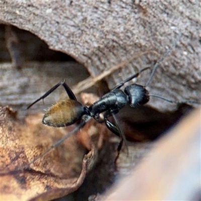 Camponotus aeneopilosus (A Golden-tailed sugar ant) at Hackett, ACT - 16 Feb 2025 by Hejor1