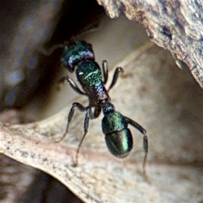 Rhytidoponera metallica (Greenhead ant) at Hackett, ACT - 16 Feb 2025 by Hejor1