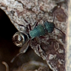 Polyrhachis hookeri (Spiny ant) at Hackett, ACT - 16 Feb 2025 by Hejor1