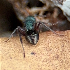 Polyrhachis hookeri at Hackett, ACT - 16 Feb 2025 05:16 PM