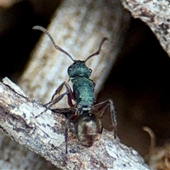 Polyrhachis hookeri at Hackett, ACT - 16 Feb 2025 05:16 PM