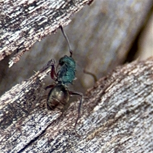 Polyrhachis hookeri at Hackett, ACT - 16 Feb 2025 05:16 PM