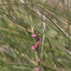 Spiranthes australis (Austral Ladies Tresses) at Tinderry, NSW - 17 Feb 2025 by danswell