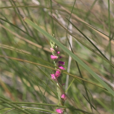 Spiranthes australis (Austral Ladies Tresses) at Tinderry, NSW - 17 Feb 2025 by danswell