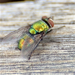 Lucilia sp. (genus) (A blowfly) at Hackett, ACT - 16 Feb 2025 by Hejor1