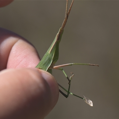 Acrida conica (Giant green slantface) at Tinderry, NSW - 17 Feb 2025 by danswell