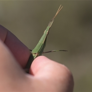 Acrida conica at Tinderry, NSW - 17 Feb 2025 02:50 PM