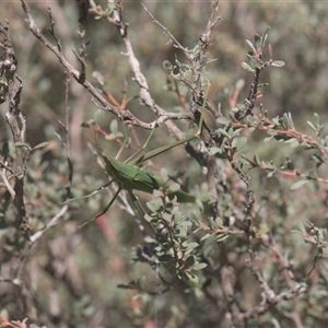 Acrida conica at Tinderry, NSW - 17 Feb 2025 02:50 PM