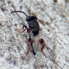 Chalcididae (family) (Unidentified chalcid wasp) at Hackett, ACT - 16 Feb 2025 by Hejor1