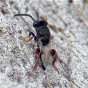 Chalcididae (family) (Unidentified chalcid wasp) at Hackett, ACT - 16 Feb 2025 by Hejor1