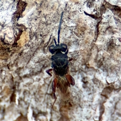 Chalcididae (family) at Hackett, ACT - 16 Feb 2025 05:21 PM