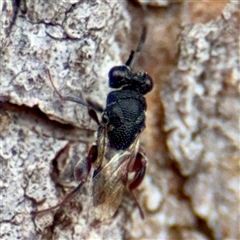 Chalcididae (family) at Hackett, ACT - 16 Feb 2025 05:21 PM