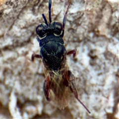 Chalcididae (family) at Hackett, ACT - 16 Feb 2025 05:21 PM