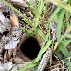 Lycosidae (family) (Wolf spider) at Hackett, ACT - 16 Feb 2025 by Hejor1