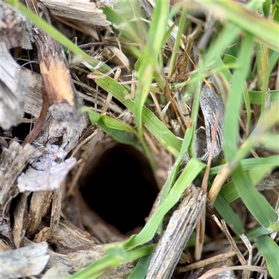 Lycosidae (family) (Wolf spider) at Hackett, ACT - 16 Feb 2025 by Hejor1