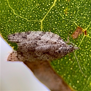 Isotenes miserana at Hackett, ACT - 16 Feb 2025 05:27 PM