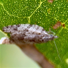 Isotenes miserana at Hackett, ACT - 16 Feb 2025 05:27 PM