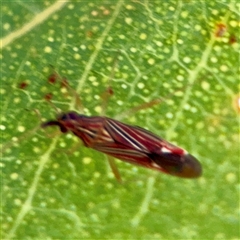 Zanessa pictulifer (Plant bug) at Hackett, ACT - 16 Feb 2025 by Hejor1