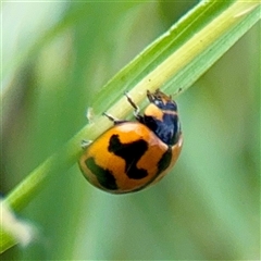 Coccinella transversalis (Transverse Ladybird) at Hackett, ACT - 16 Feb 2025 by Hejor1