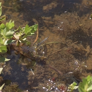 Ischnura heterosticta (Common Bluetail Damselfly) at Tinderry, NSW - Today by danswell