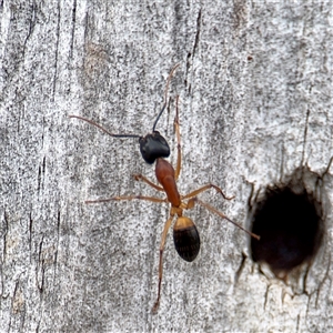 Camponotus consobrinus at Hackett, ACT - 16 Feb 2025 05:11 PM