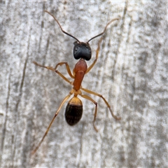 Camponotus consobrinus at Hackett, ACT - 16 Feb 2025 05:11 PM