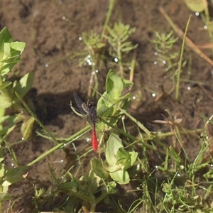 Nannophya dalei (Eastern Pygmyfly) at Tinderry, NSW - Today by danswell