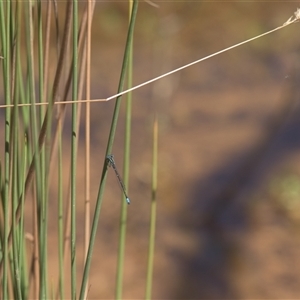 Unidentified Dragonfly or Damselfly (Odonata) at Tinderry, NSW - Today by danswell