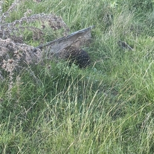 Tachyglossus aculeatus at Brownlow Hill, NSW - 17 Feb 2025 07:07 PM