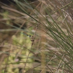 Austrolestes cingulatus (Metallic Ringtail) at Tinderry, NSW - 17 Feb 2025 by danswell